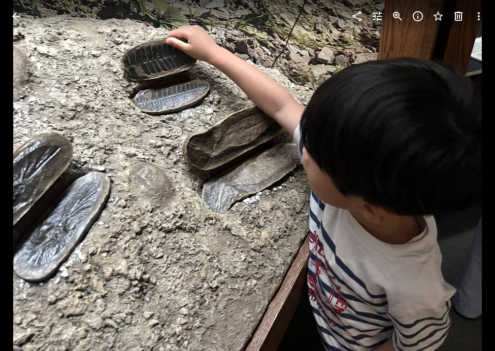 A child seen from behind comparing fossil forms at an interactive display