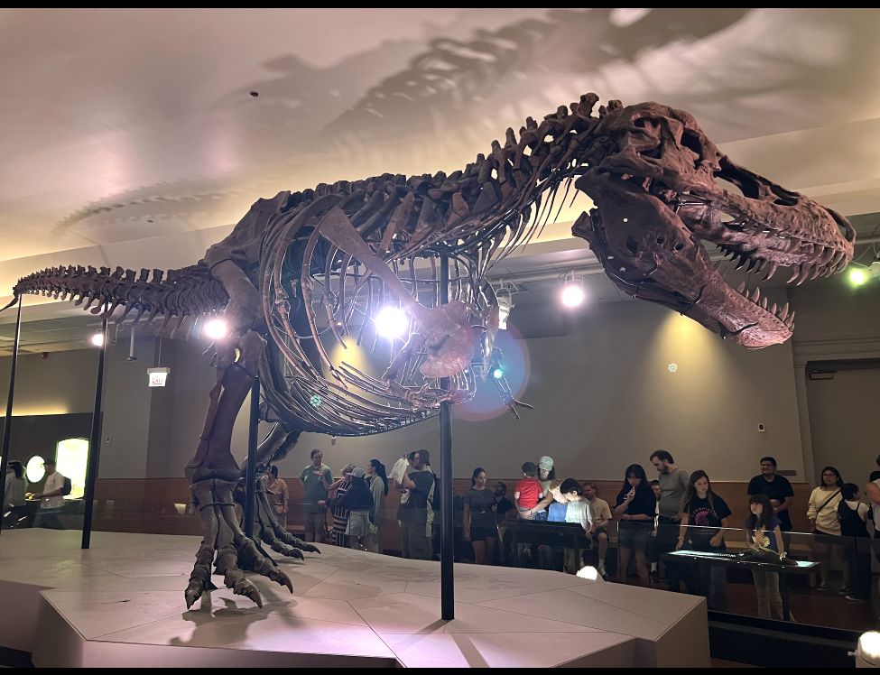 SUE the T. rex skeleton on display at the Field Museum